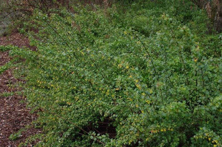 انگور فرنگی - معرفی درختان میوه